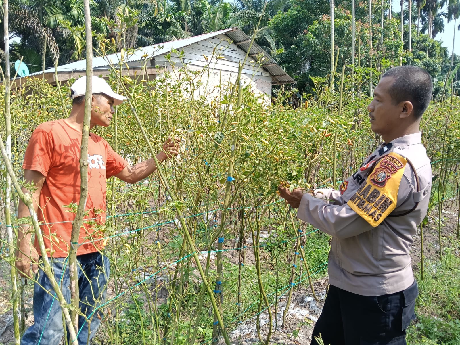 Bhabinkamtibmas Ratu Sima Gerakkan Petani Pekarangan Pangan Bergizi Tumbuh Subur
