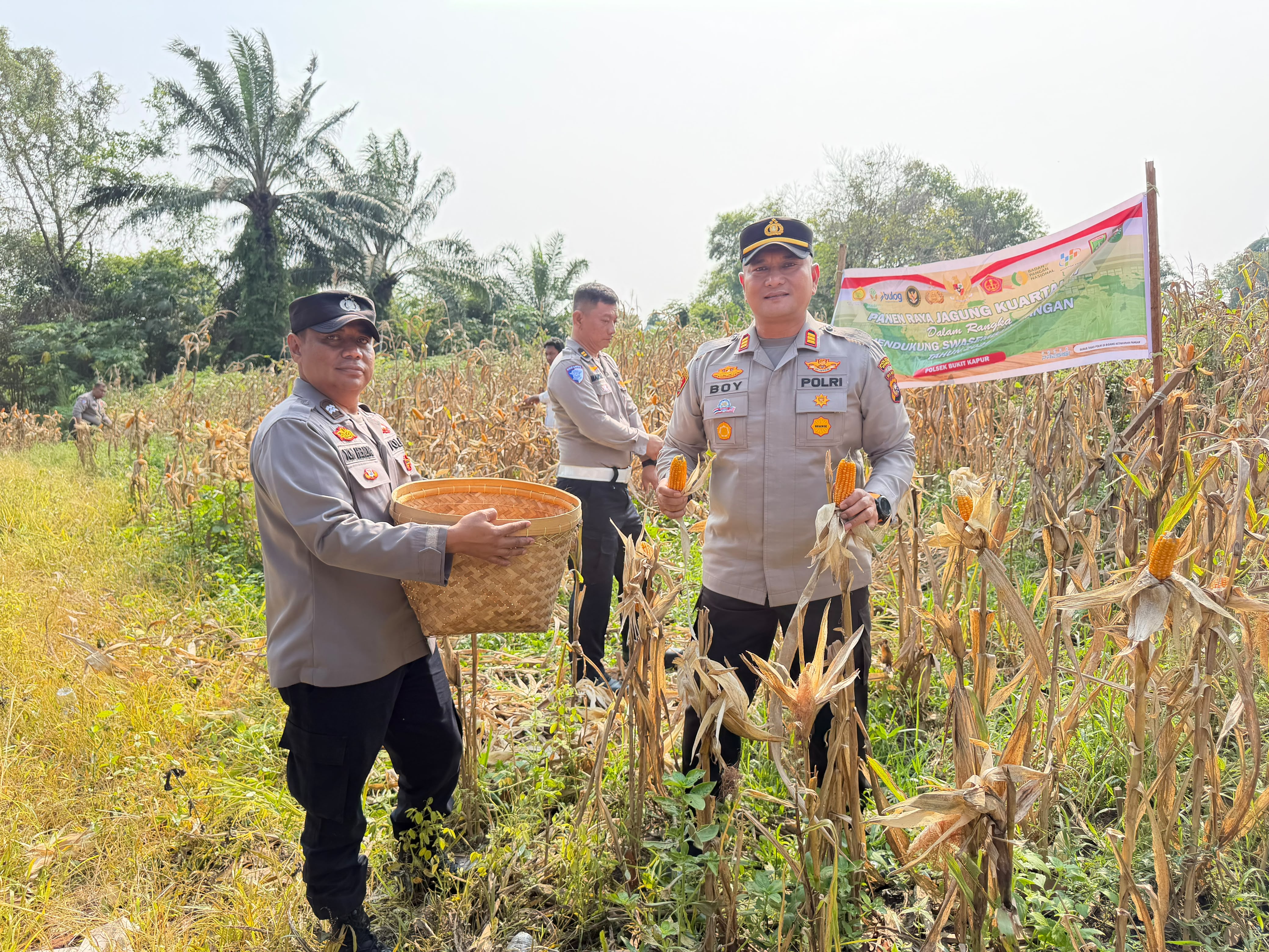 AKP Boy Setiawan Turun Langsung Panen Jagung, Polsek Bukit Kapur Hasilkan 500 Kg