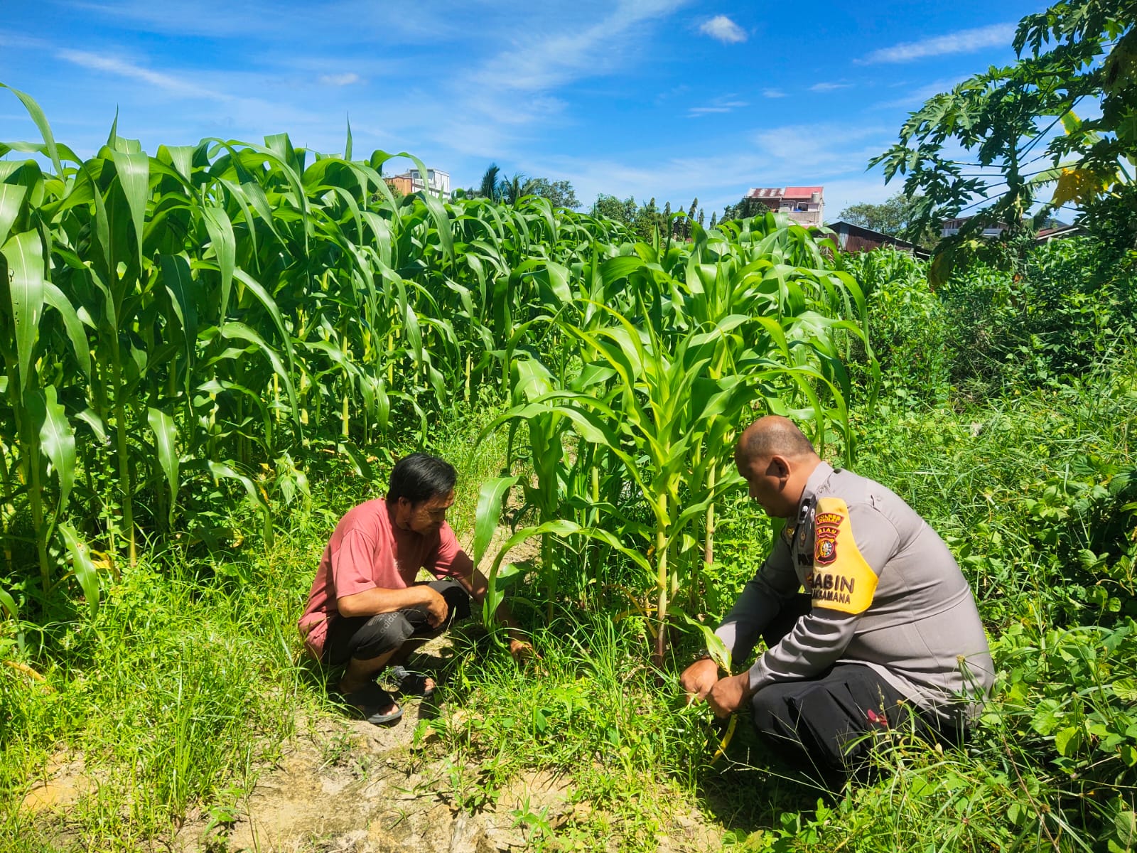 Bhabinkamtibmas Bersama Petani Cek Perkembangan Tanaman Jagung