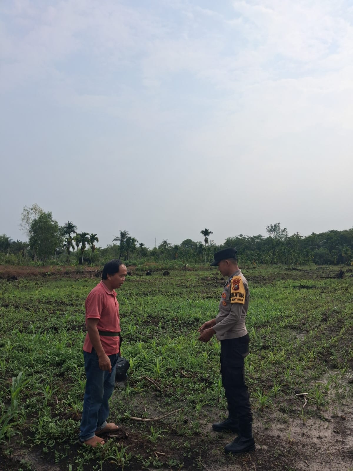 Aiptu Ferdinan Sulap Lahan 1 Hektare Jadi Ketahanan Pangan Ladang Jagung