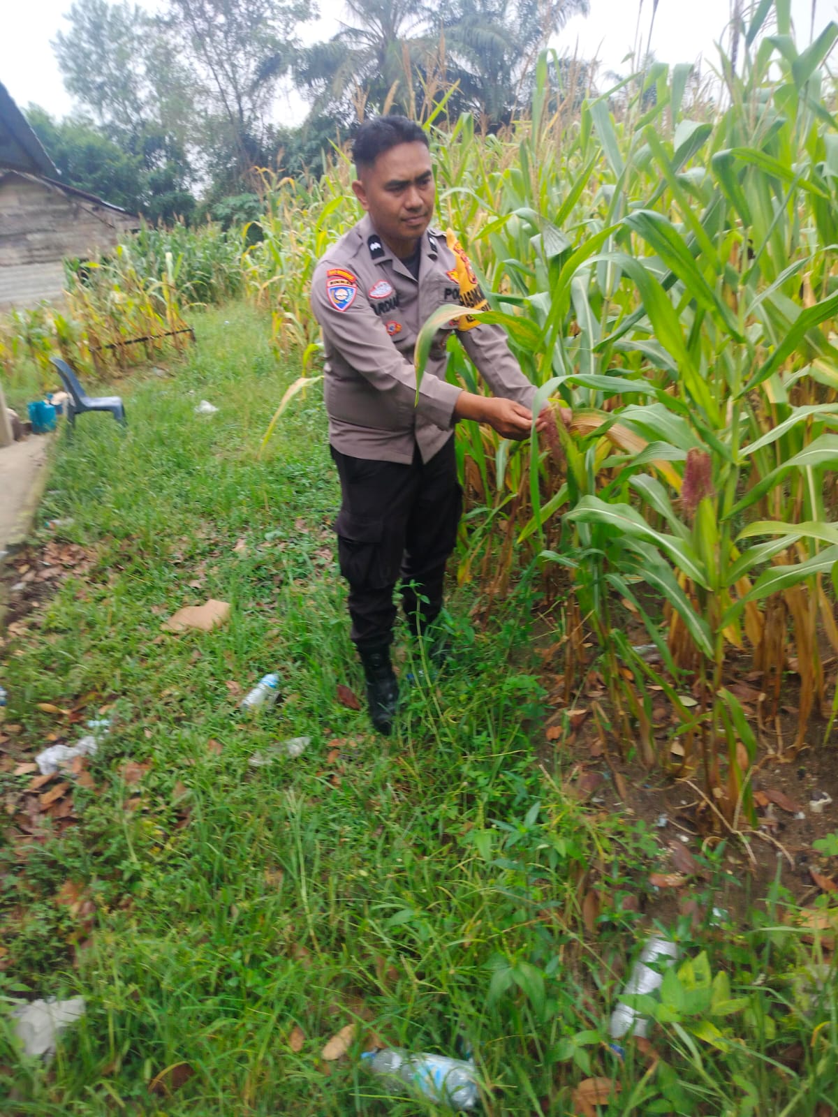 Polsek Bukit Kapur Turun Langsung Kawal Lahan Jagung untuk Ketahanan Pangan Nasional