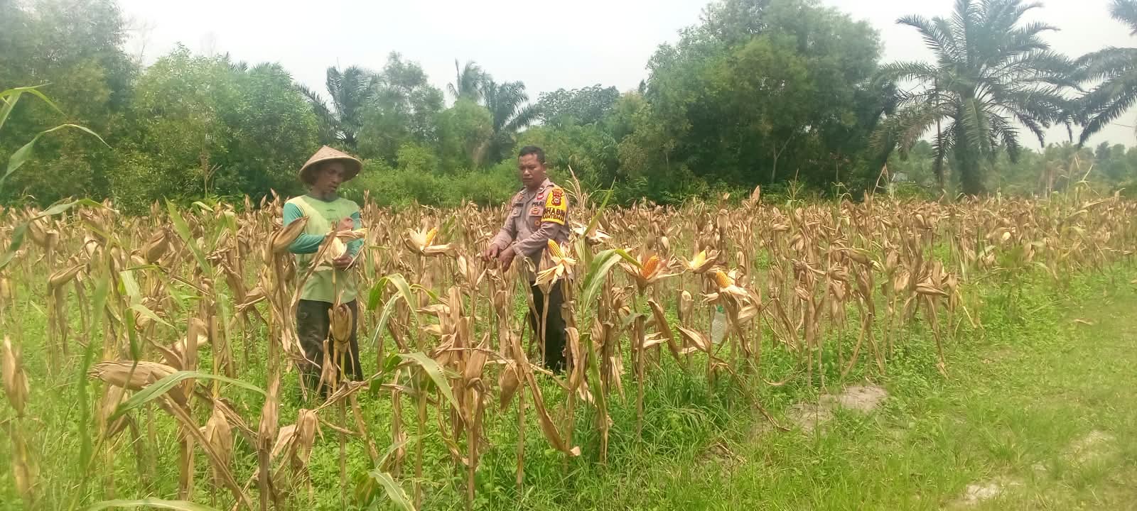 Bhabinkamtibmas Mekar Sari Turun Langsung Dampingi Petani Jagung Perkuat Ketahanan Pangan