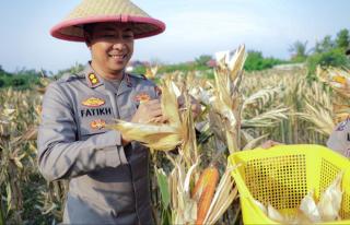 Polres Dumai Panen Jagung, Ketahanan Pangan Diperkuat