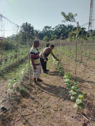 Bhabinkamtibmas Dumai Barat Turun ke Kebun Kawal Ketahanan Pangan dari Pekarangan Warga
