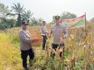 AKP Boy Setiawan Turun Langsung Panen Jagung, Polsek Bukit Kapur Hasilkan 500 Kg