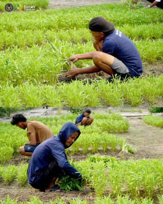 Perkuat Ketahanan Pangan, Rutan Dumai Kembali Panen Sayur Kangkung