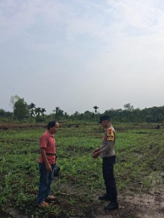 Aiptu Ferdinan Sulap Lahan 1 Hektare Jadi Ketahanan Pangan Ladang Jagung
