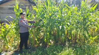 Polsek Bukit Kapur Kawal Jagung Petani