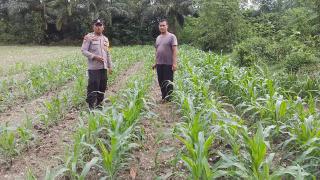 Bhabinkamtibmas Pastikan Kondisi Tanaman Jagung Siap Panen