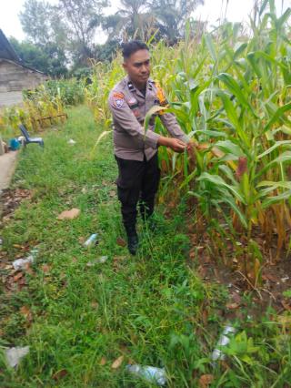 Polsek Bukit Kapur Turun Langsung Kawal Lahan Jagung untuk Ketahanan Pangan Nasional