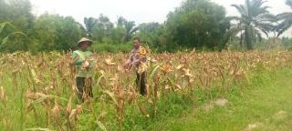 Bhabinkamtibmas Mekar Sari Turun Langsung Dampingi Petani Jagung Perkuat Ketahanan Pangan