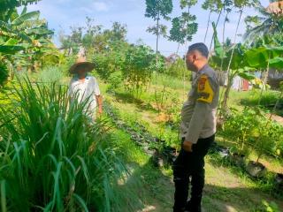 Dari Lahan Tidur Jadi Lahan Pangan, Bhabinkatibmas Bumi Ayu Dampingi Petani